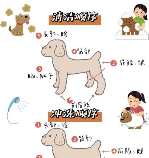 狗狗进食后多久能洗澡？（洗澡时间与狗狗健康的关系）