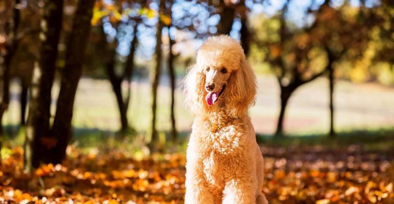 贵宾犬（了解贵宾犬品种分类与特点，选择最适合的伴侣）