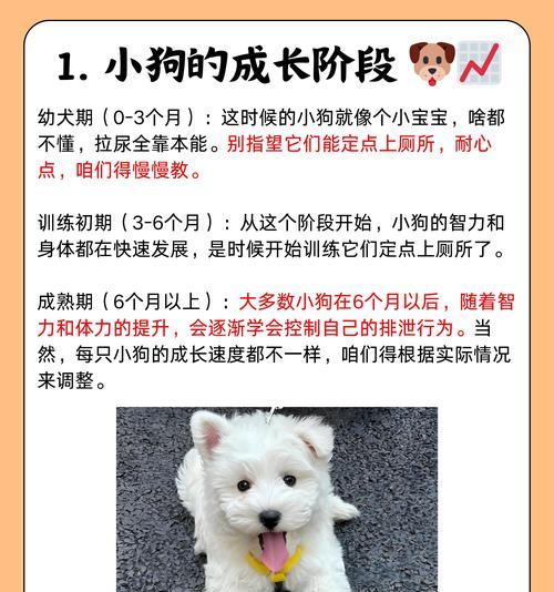 小狗出生多久走路？（小狗的成长过程及走路时间表）