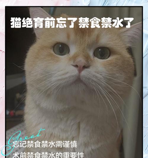 猫咪绝育手术的重要性（了解猫咪绝育手术的最佳时机和注意事项）