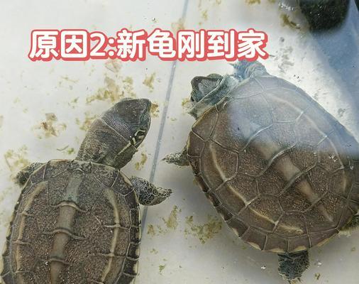 新乌龟养成指南（以刚买的乌龟多久开始吃食的关键信息解析）