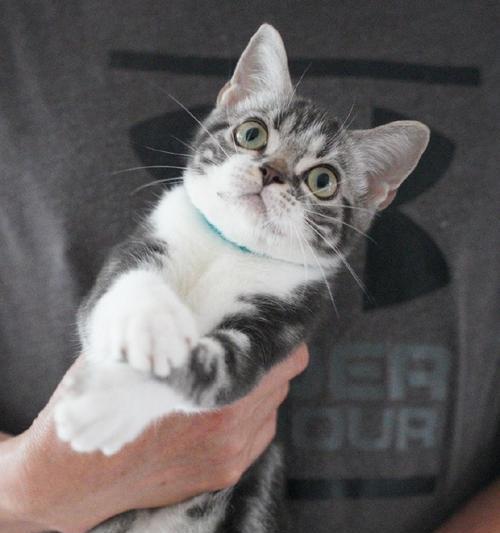 美国短毛猫——绝对不想换的理由！（探索为何美国短毛猫是最佳宠物选择）