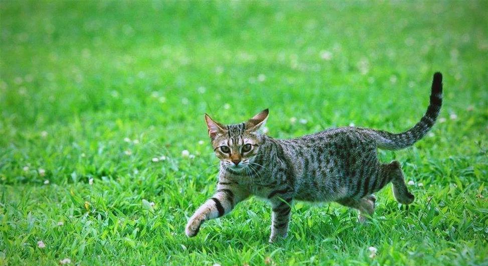 猫咪的生物钟（揭秘猫咪准确的时间感知能力及家门口等候的真相）