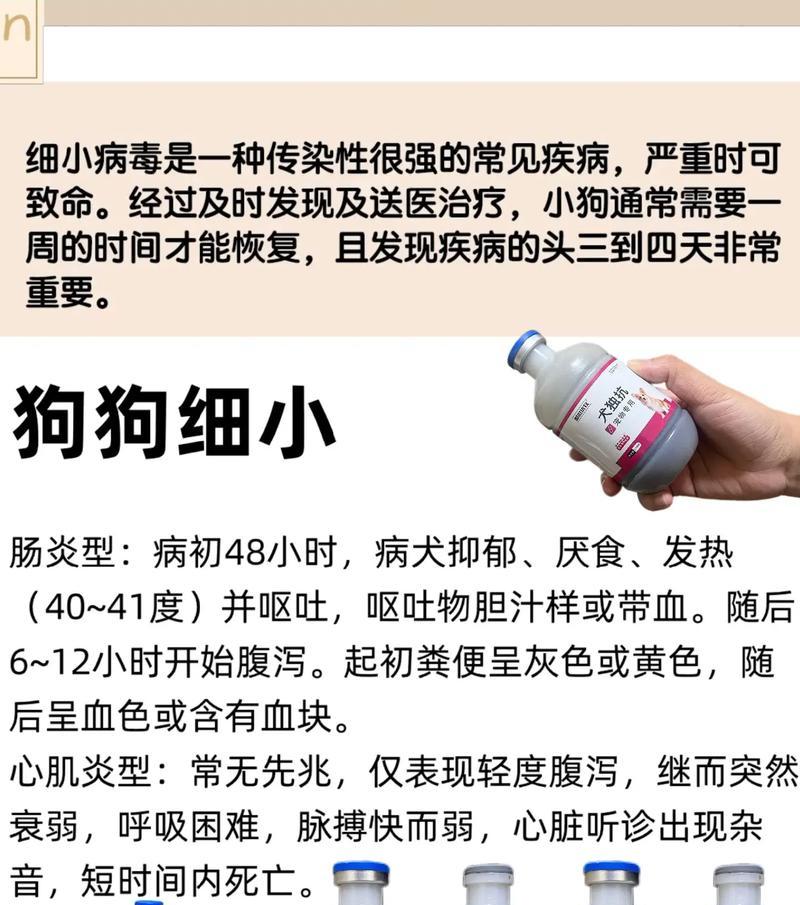 细小病毒带走了家中爱犬，如何延续它的记忆（回忆与悼念，怀念过去的美好时光）