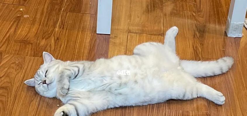 探索猫咪卧姿的奇妙世界（猫咪睡姿大揭秘，你真的了解吗？）