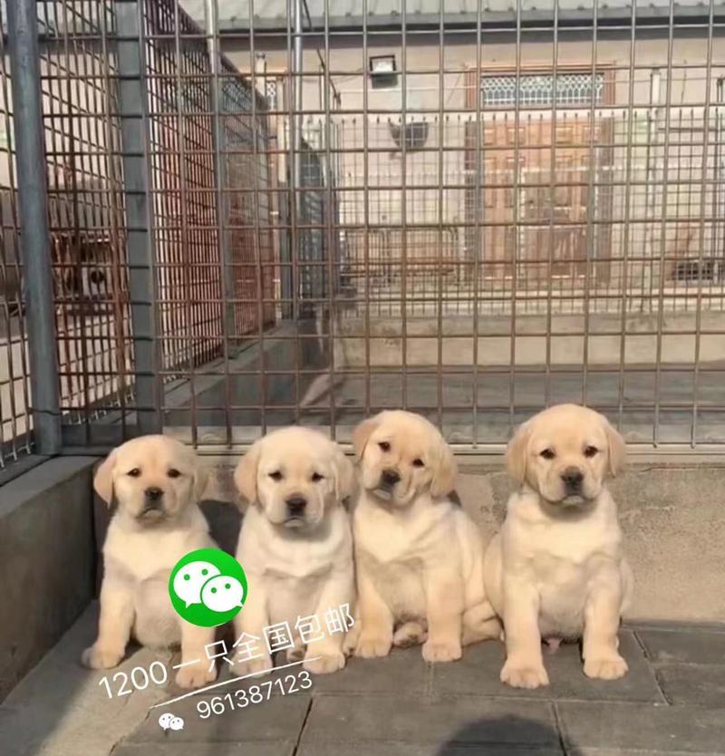 拉布拉多犬价格解析（拉布拉多犬价格因品相而异，品相好犬只价格较高）