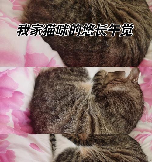 猫咪晒太阳（探究猫咪晒太阳的最佳时间、频率与效果）