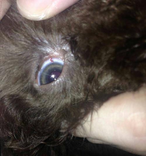 狗狗眼睛有虫子的症状及治疗方法（了解狗狗眼睛有虫子的常见症状，保护它们的视力健康）