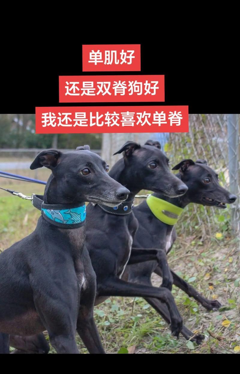 格力犬——忠诚、聪明的宠物选择（了解格力犬的优点，选择更适合的伴侣）