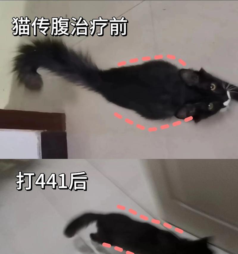 猫传腹发病时间的探讨（揭秘猫传腹发病前的潜伏期）