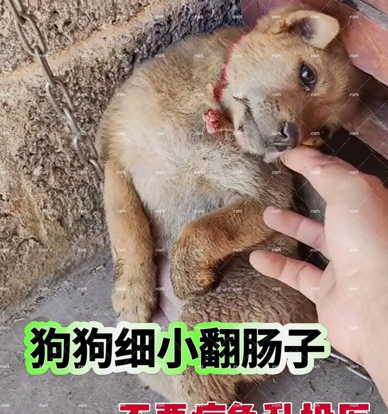 探索狗狗细小的隐匿期究竟有多久？（揭秘狗狗细小潜伏期及其关键特征）