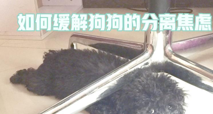 狗狗分离焦虑（探寻狗狗分离焦虑的原因及其关键解决方法）