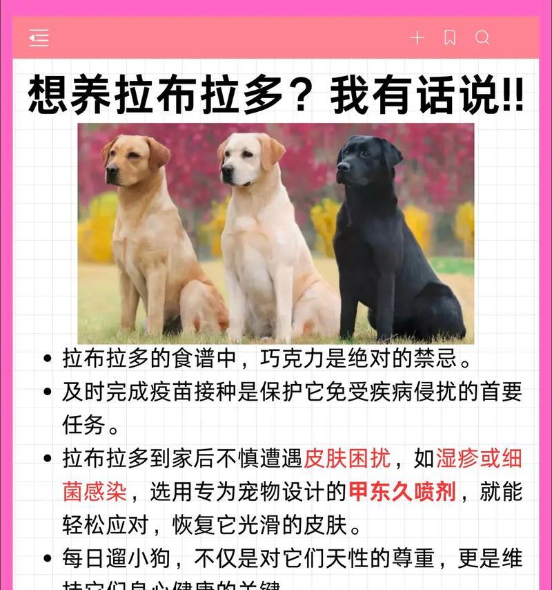 饲养拉布拉多的四大要点（培养它健康快乐的生活方式）