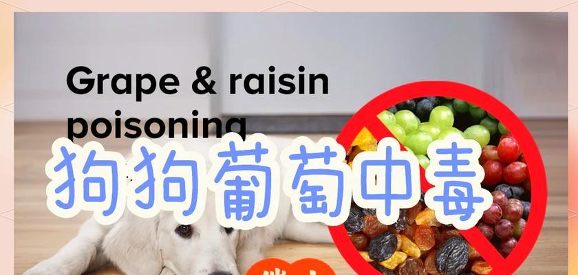当狗狗误食药品时的应急措施（了解救援方法，保护你的爱宠）