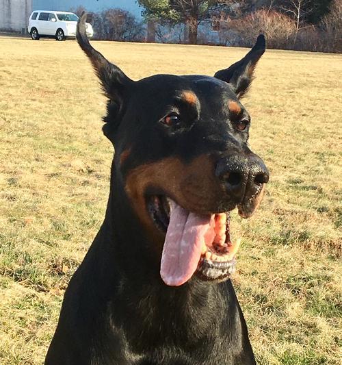 杜宾犬（了解杜宾犬的体格特征和性情，助你成为满意的狗主人）
