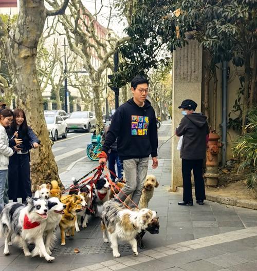 小狗遛步的时间和频率对健康的影响（探讨小狗狗遛步的最佳时间和时长，让你的宠物保持健康快乐）