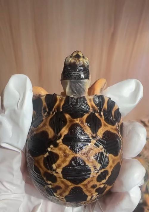 辐射龟（一只辐射龟的价格及其生态特点）