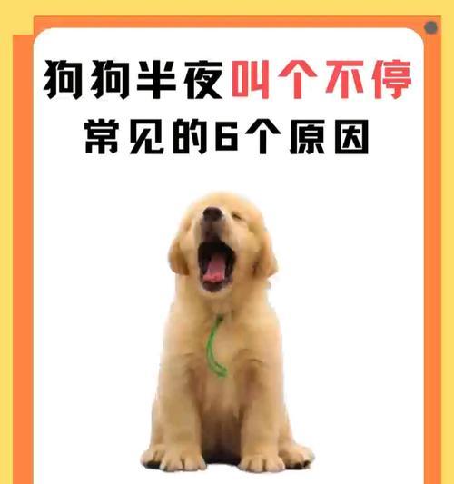 解决狗狗乱叫问题的有效方法（探究狗狗乱叫的原因及如何正确应对）