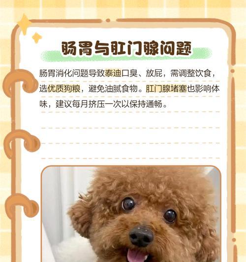 泰迪流血多久可以洗澡？（流血后洗澡时间安排及注意事项）