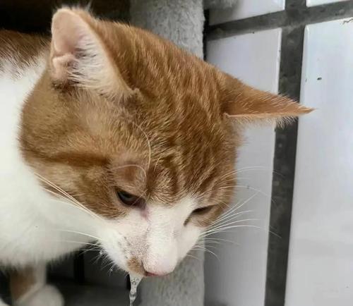 猫咪吐白沫子的原因及处理方法（了解猫咪吐白沫子的原因，做好应对措施）