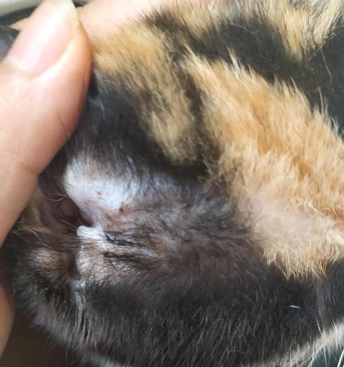 猫咪鼻子耳朵上的小黑点是什么？（小黑点的产生原因和治疗方法）
