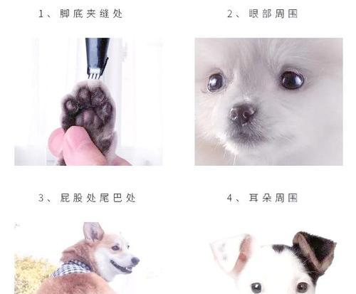 如何正确给狗狗修剪指甲（掌握正确的方法，让你的狗狗舒适又安全）