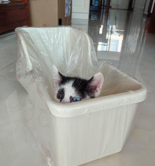 为什么猫咪喜欢啃咬纸箱？（探究猫咪啃咬纸箱的行为原因）
