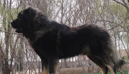 高加索犬（高加索犬价格的确定因素和如何科学饲养）