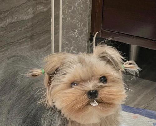 约克犬的错误饲养方法（警惕这些错误行为，保护狗狗健康）