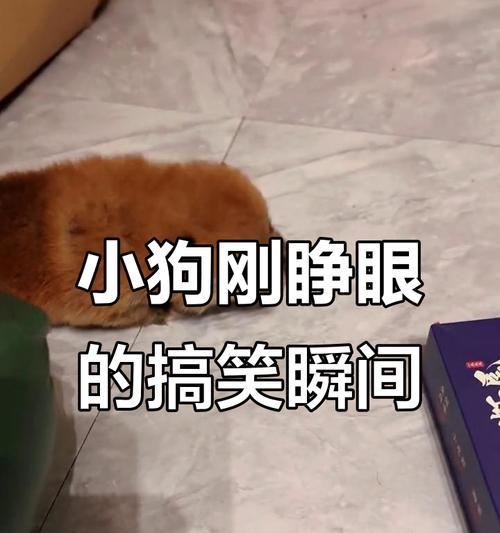 幼狗的眼睛睁开的时机及特点（揭秘幼狗眼睛睁开的奥秘及注意事项）