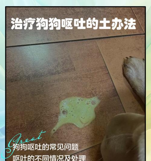 狗狗一吃东西就吐的原因及治疗方法（探讨狗狗吃东西后呕吐的原因，以及如何帮助狗狗缓解这种情况）
