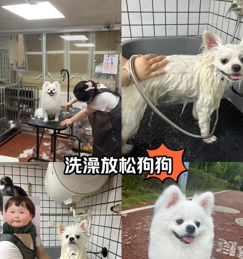 狗狗生下来多久可以洗澡？（了解合适的洗澡时机，让你的狗狗健康干净）