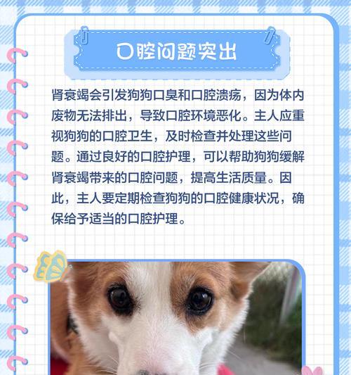 预防和治疗狗狗肾衰的有效方法（保护宠物肾脏健康，延缓肾衰进程）