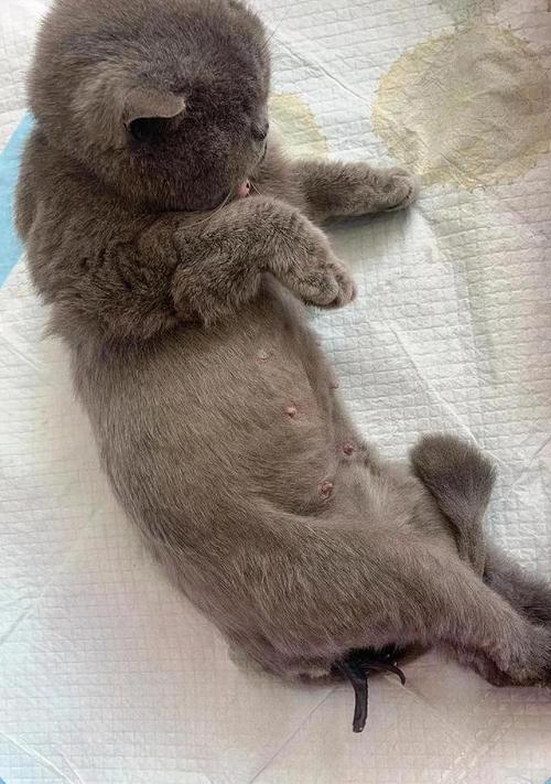 猫咪产崽后的哺乳时间和频率（探究猫咪产崽后多久开始喂奶及哺乳的关键要点）