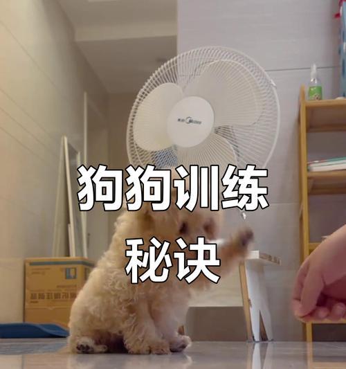 狗狗培训（让你的狗狗成为万能宠物伴侣）