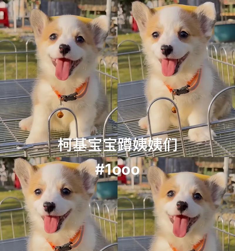 柯基犬的疫苗接种时间（了解柯基犬疫苗接种的最佳时机）