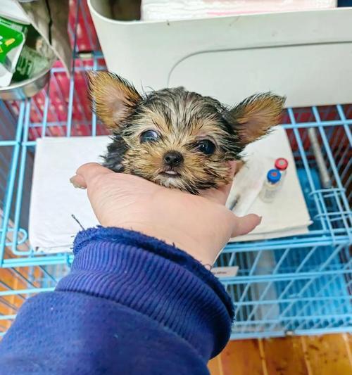 选择犬八联疫苗还是六联疫苗？了解两者之间的区别！（犬八联疫苗和六联疫苗，哪个更适合你的宠物？）