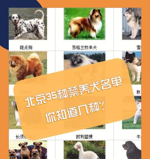 常见狗狗品种简介及饲养常识（探索10种常见狗狗的个性与饲养需知）