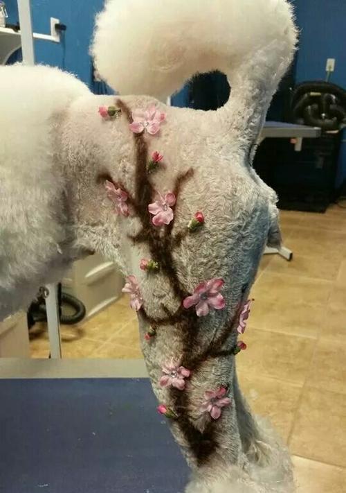 贵宾一次造型能撑多久？（揭秘贵宾造型的持久力与关键要素）