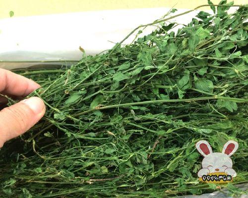 兔子饲养（探究兔子饲养中最适宜的牧草类型和食用方法）