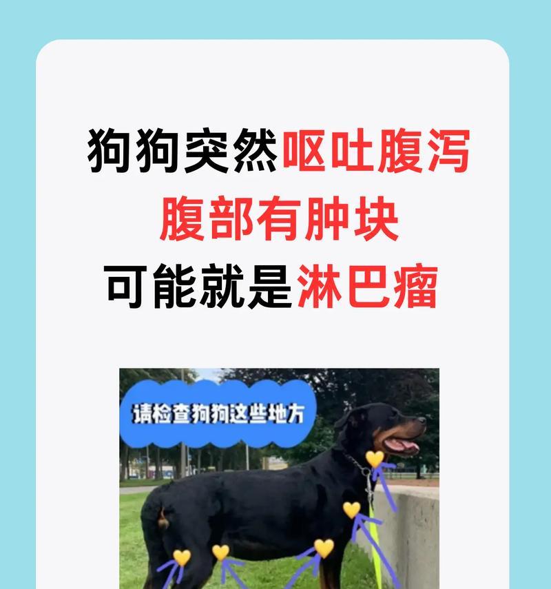 狗淋巴结炎的康复时间及关键因素（了解淋巴结炎的发展过程与治疗策略）