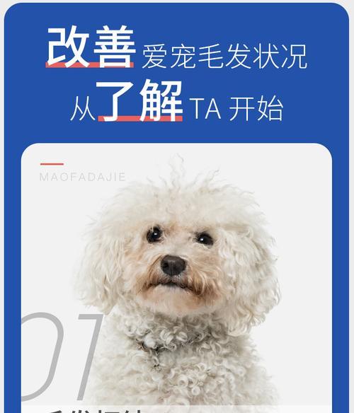 饲养比熊犬的7大注意事项（如何选择适合比熊犬的主食及饲养技巧）