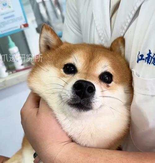 狗狗打完防御针后多久能出去玩？（了解合适的时间与方式，保护您的毛孩健康成长）