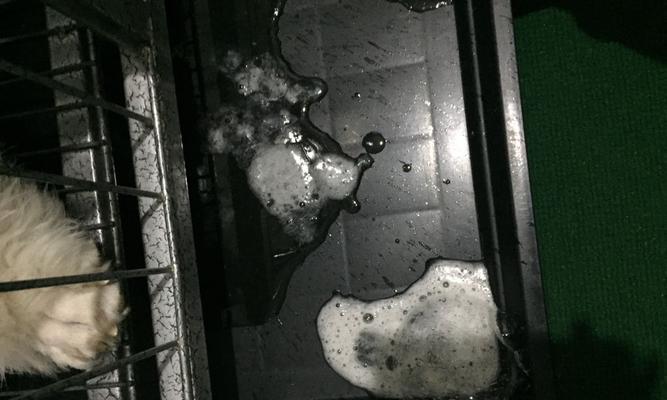 狗狗呕吐白色泡沫粘液的原因及处理方法（为何狗狗会呕吐白色泡沫粘液，如何正确处理）