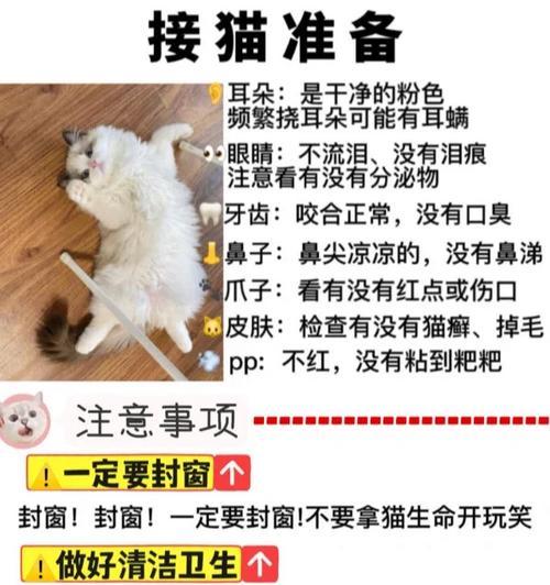 猫咪新家新生活（掌握这5点小技巧，为你的新家庭成员提供最好的照顾）