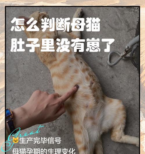 母猫生完小猫后的出血情况及注意事项（探讨母猫生产后的出血时长和处理方法）