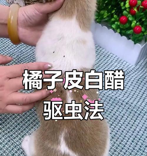如何预防狗狗受虫子折磨（保护宠物健康的关键步骤和方法）