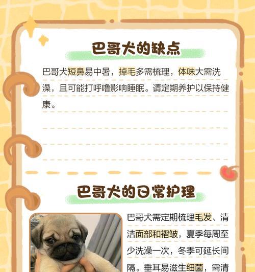 巴哥犬（了解巴哥犬的价格和饲养技巧，让你成为贴心的巴哥主人）