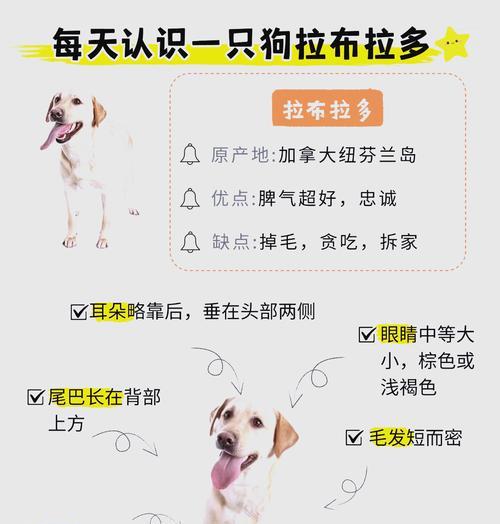 拉布拉多成长之路（拉布拉多成长周期、关键阶段及训练方法详解）