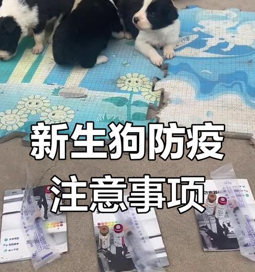边牧疫苗接种指南（了解边牧疫苗接种的必要性和时间安排，守护爱宠健康）